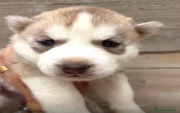 Husky Siberiano perros en venta: HUSKY  - Imagen 3