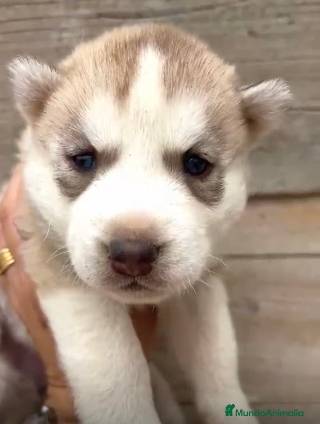 Husky Siberiano perros en venta: HUSKY  - Imagen 3