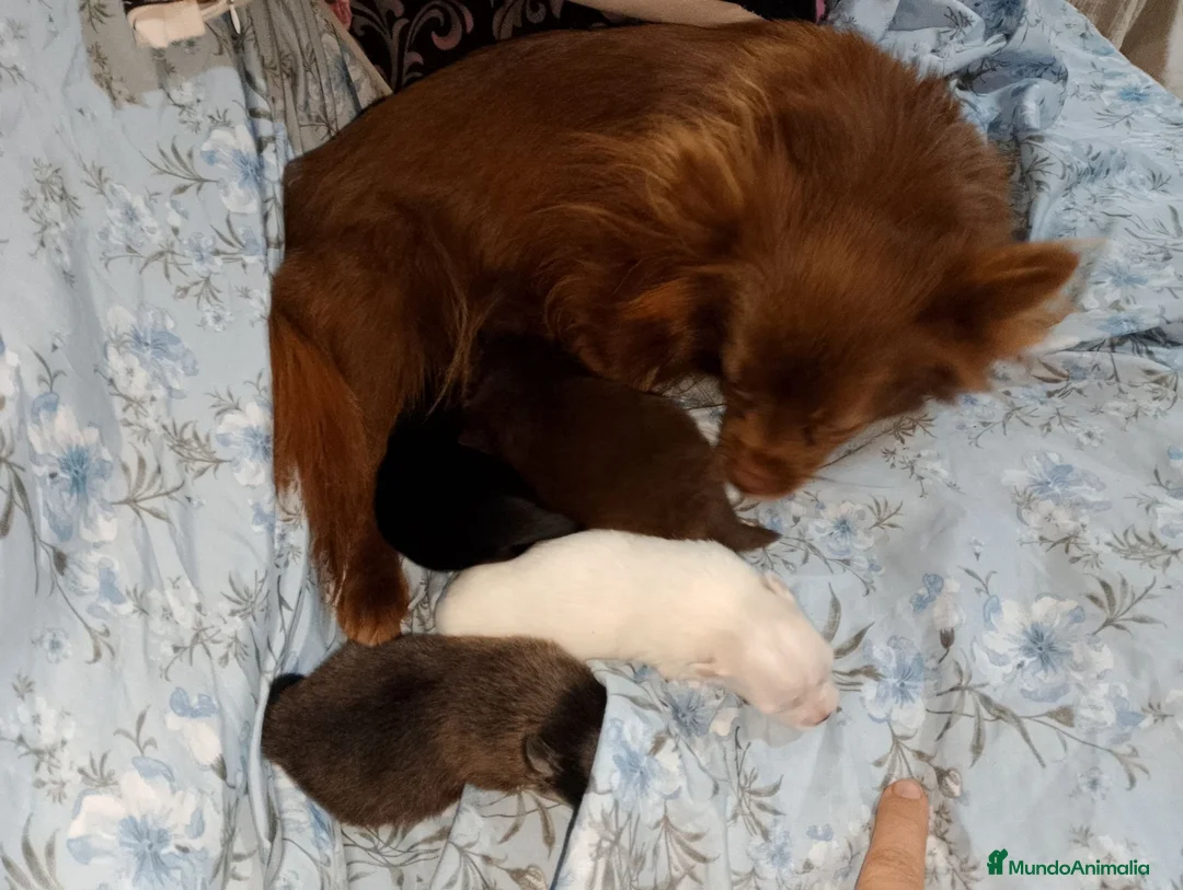 Pomchi perros en venta: Camada de pomchi  - Anuncio 1