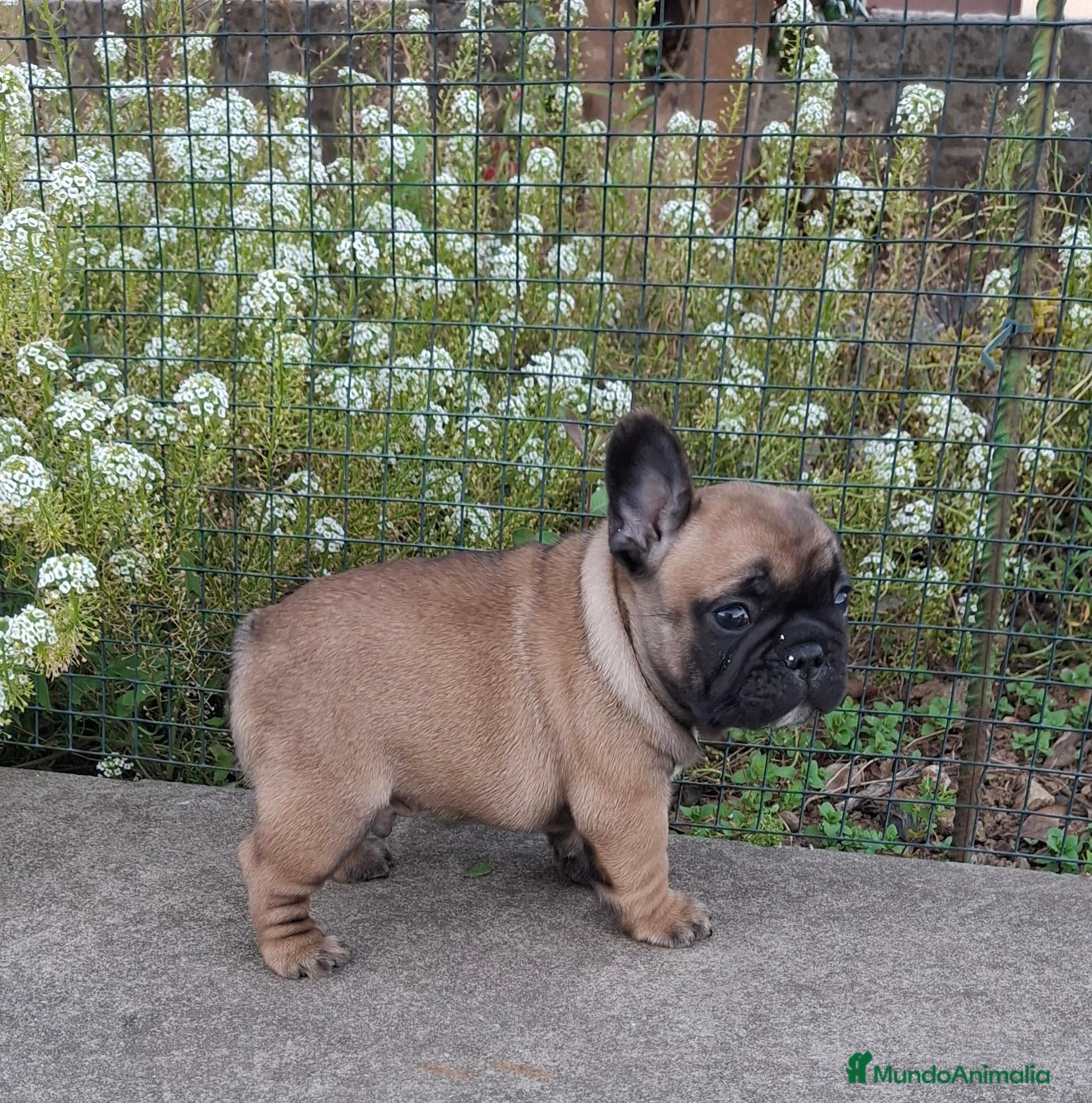 Bulldog Francés perros Cachorros Bulldog Frances - Anuncio 32