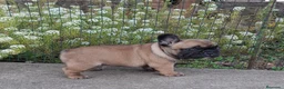 Bulldog Francés perros en venta: Cachorros Bulldog Frances - Anuncio 1