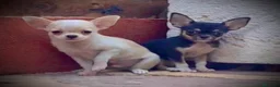 Chihuahua perros en venta: Cachorros de Chihuahuas en Caraby - Anuncio 4