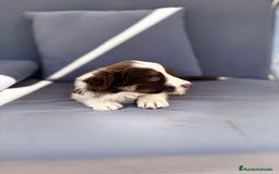 Border Collie perros en venta: Border collie chocolate  - Imagen 29
