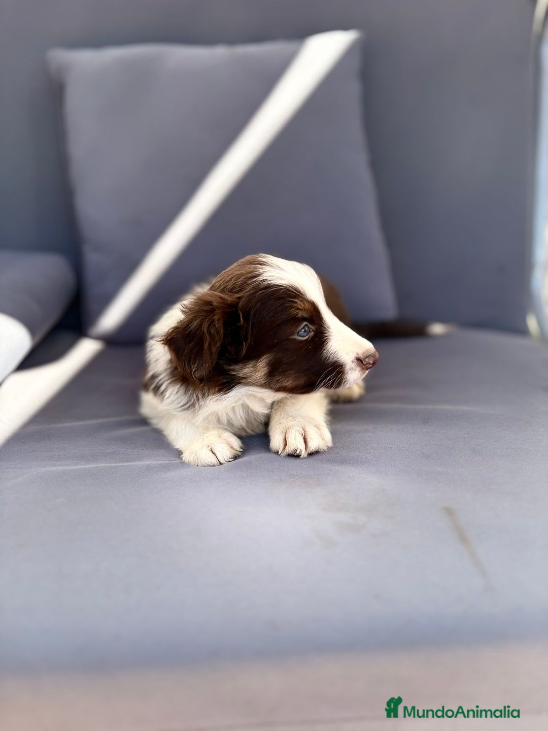 Border Collie perros en venta: Border collie chocolate  - Imagen 29