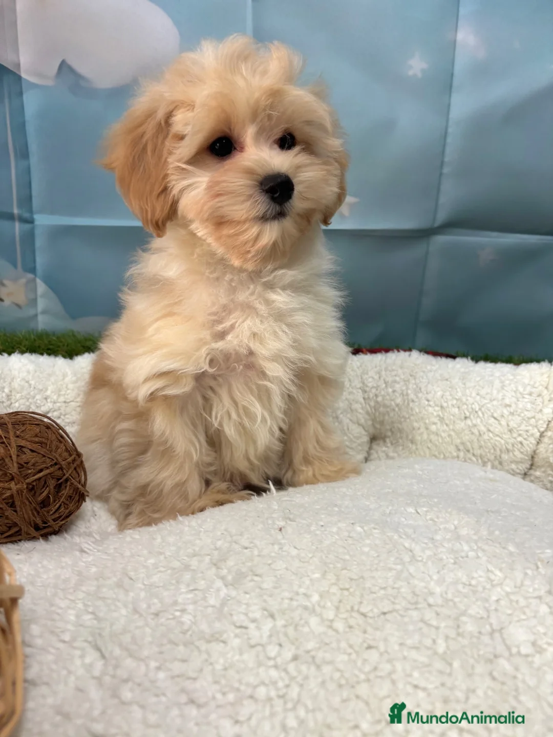 Maltipoo perros en venta: Maltipoo disponible fotos actuales!! - Anuncio 2