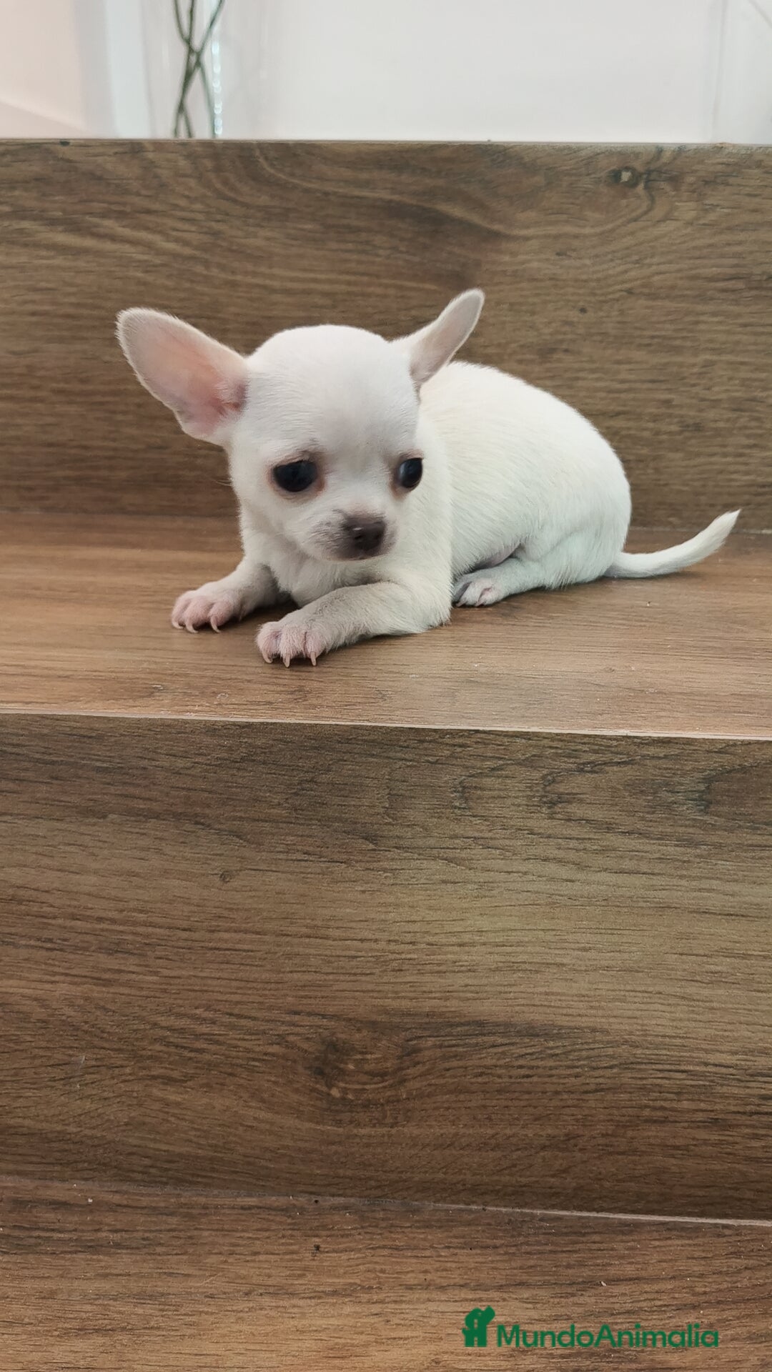 Chihuahua perros en venta: Chihuahua Toy  - Anuncio 6