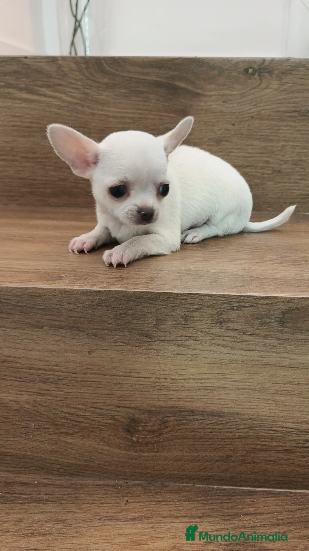 Chihuahua perros en venta: Chihuahua Toy  - Anuncio 6