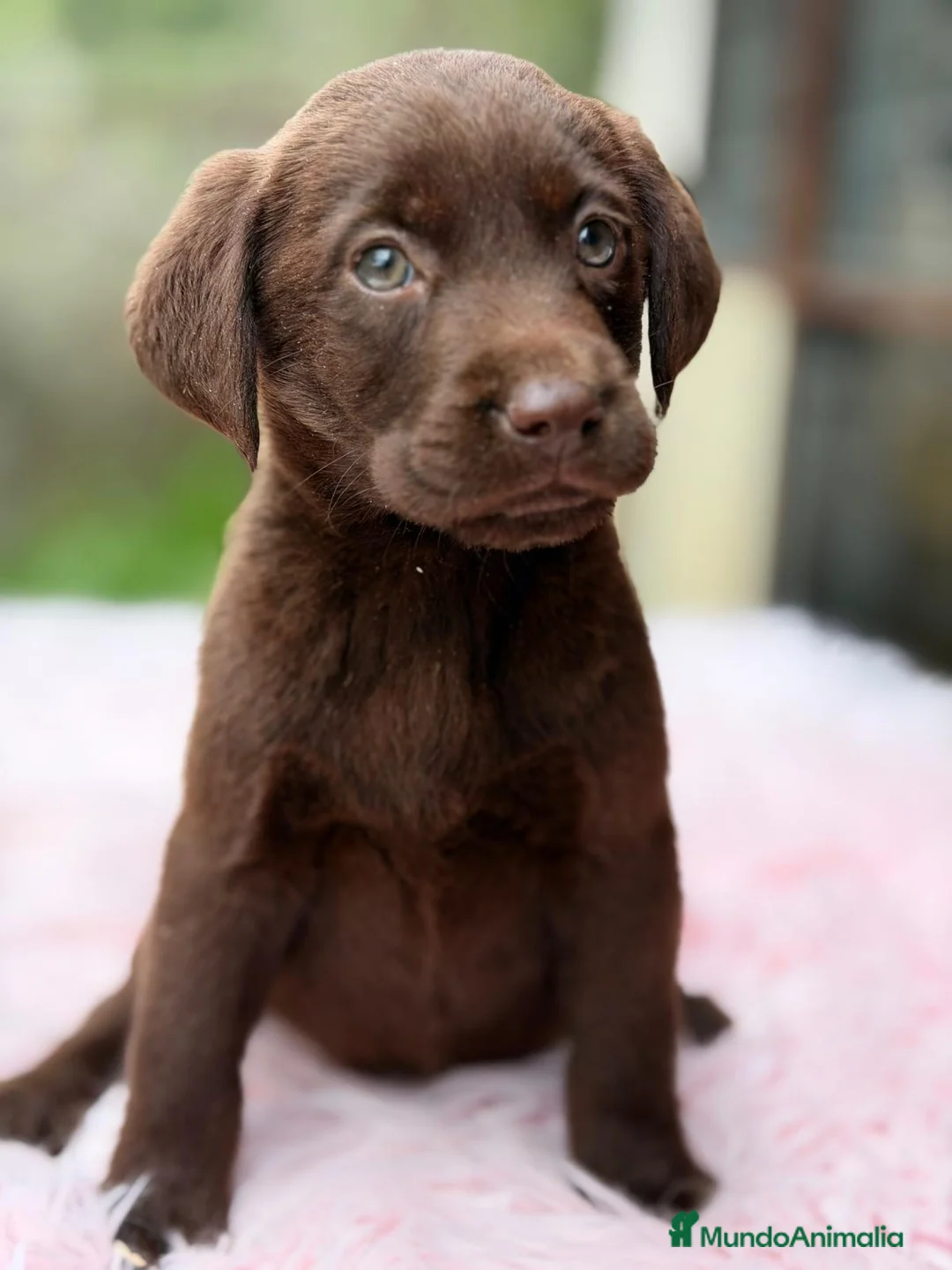 Labrador Retriever perros en venta: LABRADOR RETRIEVER CHOCOLATE - Anuncio 2