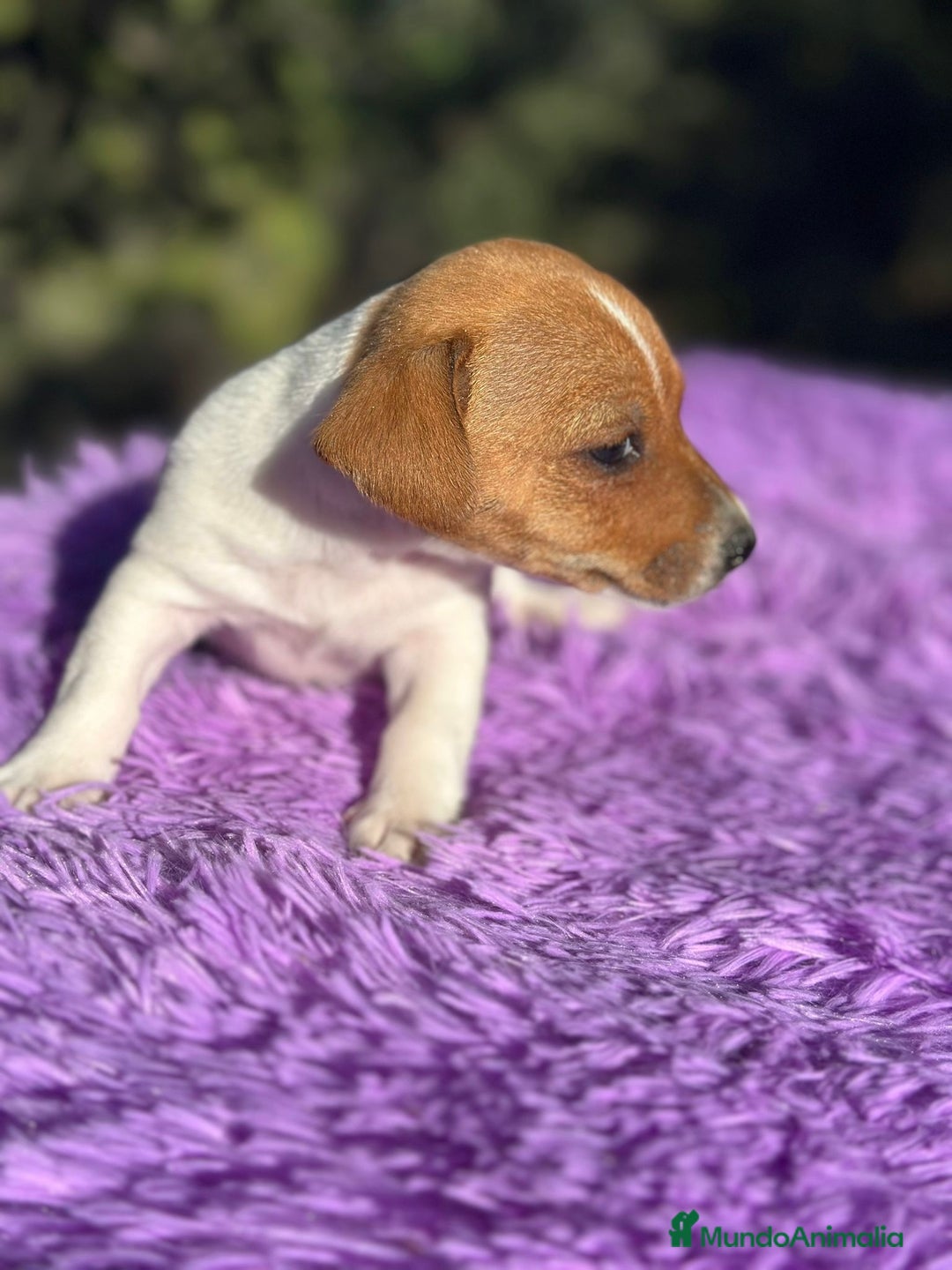 Jack Russell Terrier perros en venta: Jack Russell hembra bicolor.  - Imagen 2