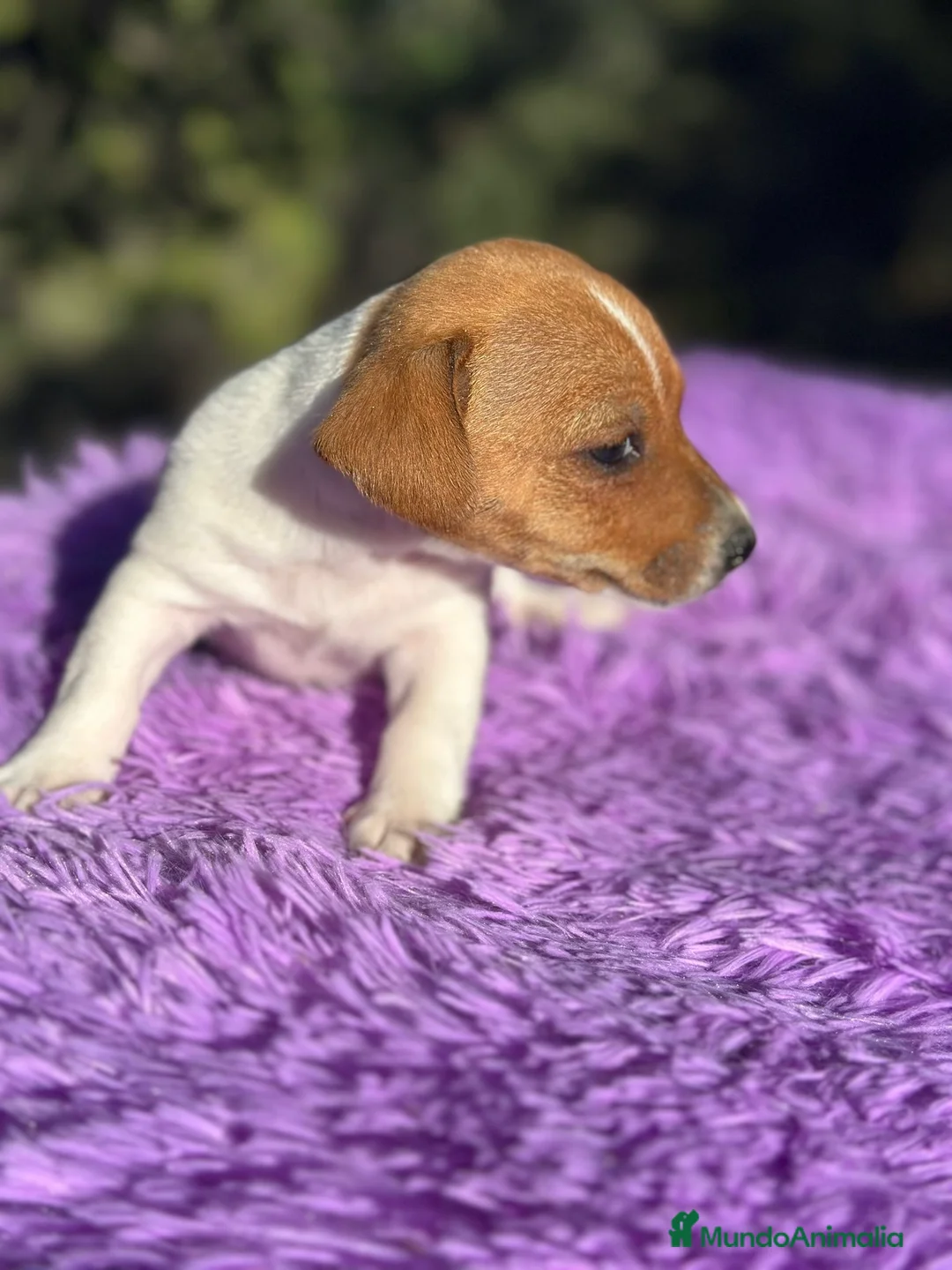 Jack Russell Terrier perros en venta: Jack Russell hembra bicolor.  - Anuncio 2