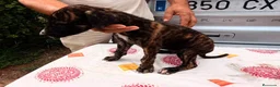 Galgo Español perros en venta: camada galgo español  - Anuncio 4