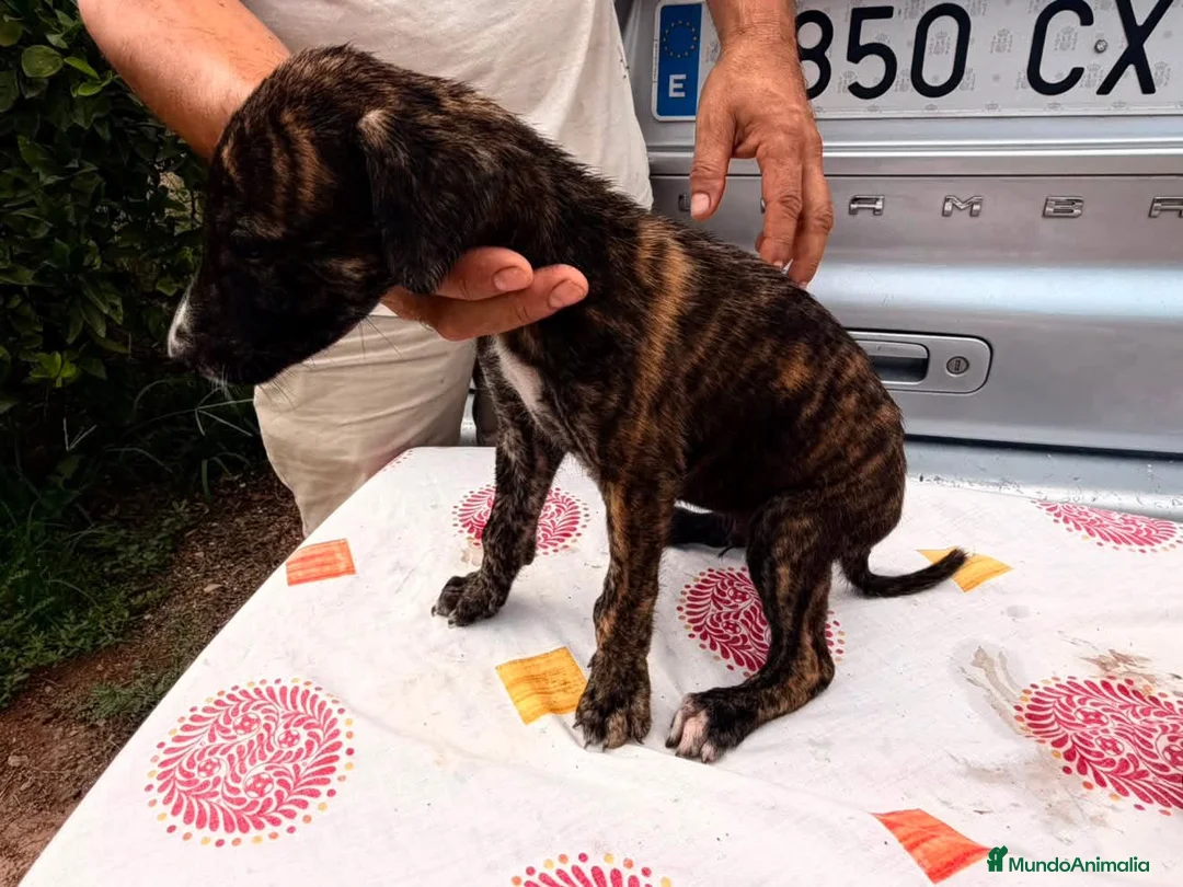 Galgo Español perros en venta: camada galgo español  - Anuncio 4