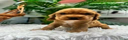 Cocker Spaniel Inglés perros en venta: COCKER HEMBRA  - Anuncio 3