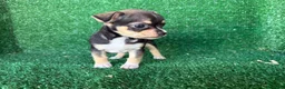 Chihuahua perros en venta: chihuahua - Anuncio 14