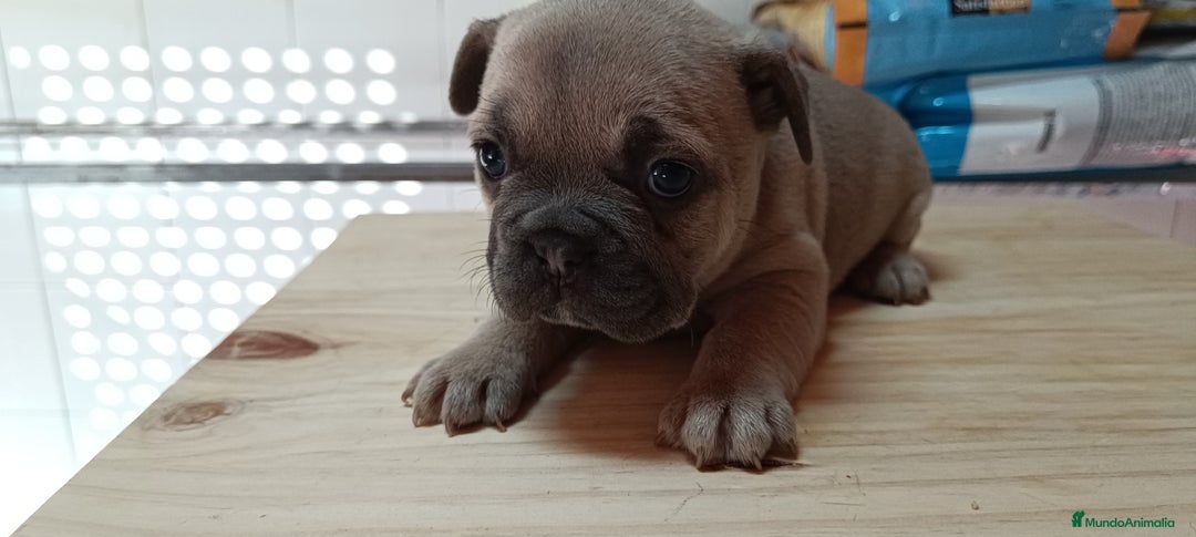 Bulldog Francés perros en venta: Bulldog francés  en León - Imagen 13