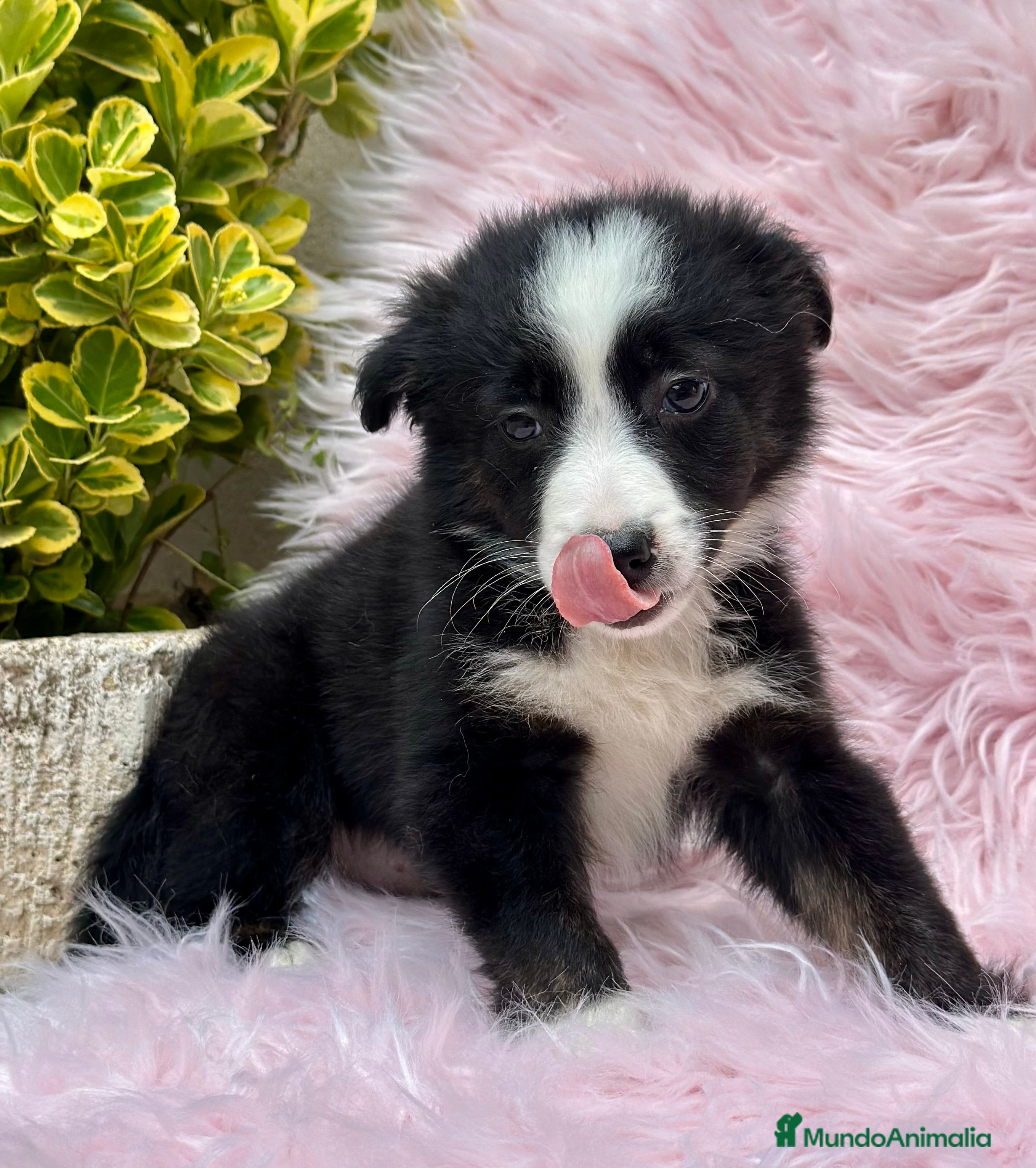 Border Collie perros PRECIOSA BORDER COLLIE BICOLOR en Barcelona - Anuncio 2
