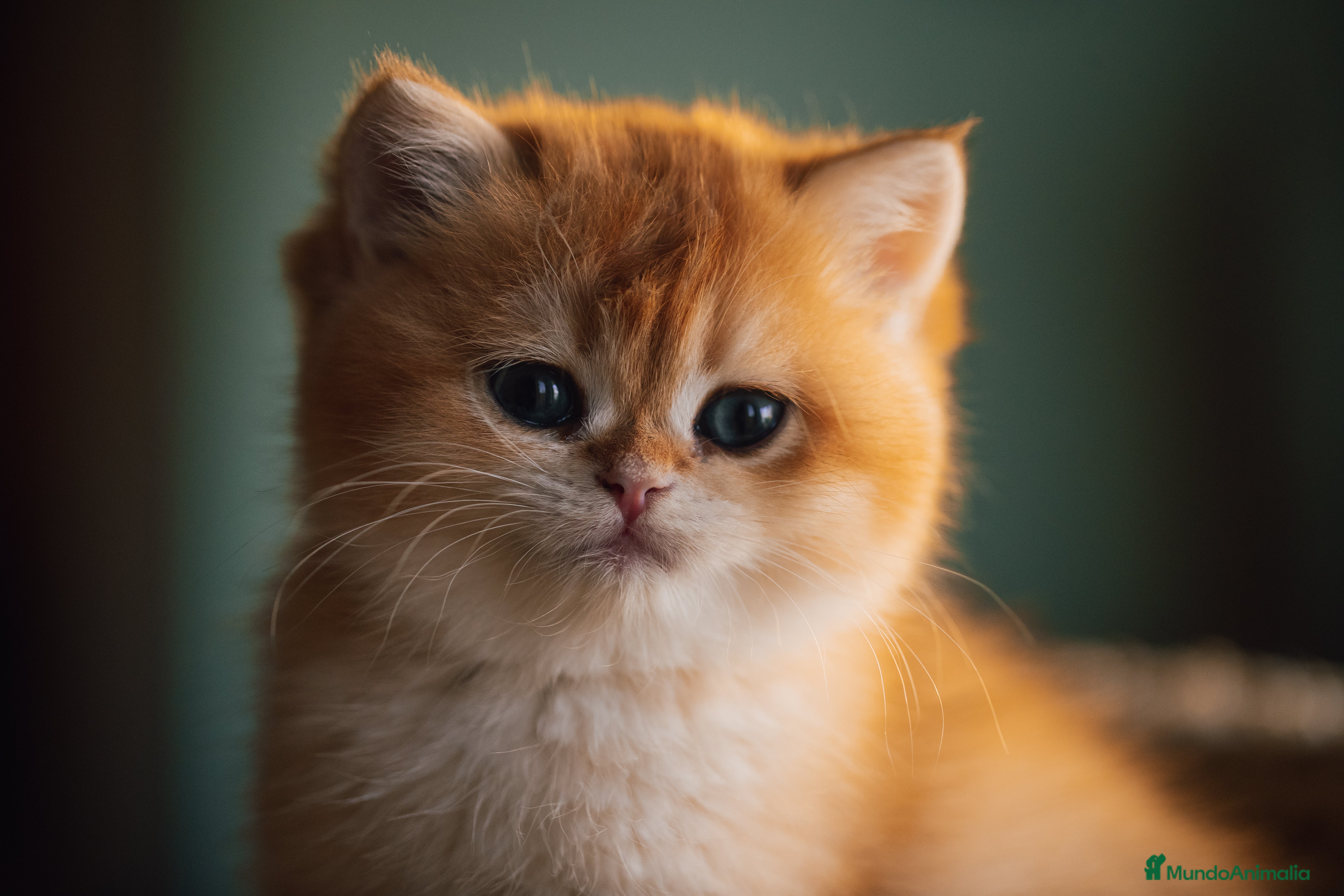 Británico de Pelo Corto gatos Niñas british golden chinchilla  - Anuncio 3