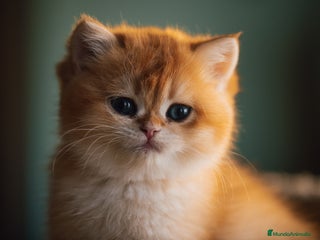 Británico de Pelo Corto gatos Niñas british golden chinchilla - Anuncio 1