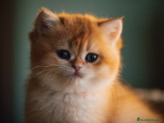 Británico de Pelo Corto gatos Niñas british golden chinchilla - Anuncio 6