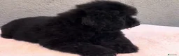Caniche Enano perros en venta: Caniche negro enano  - Anuncio 3