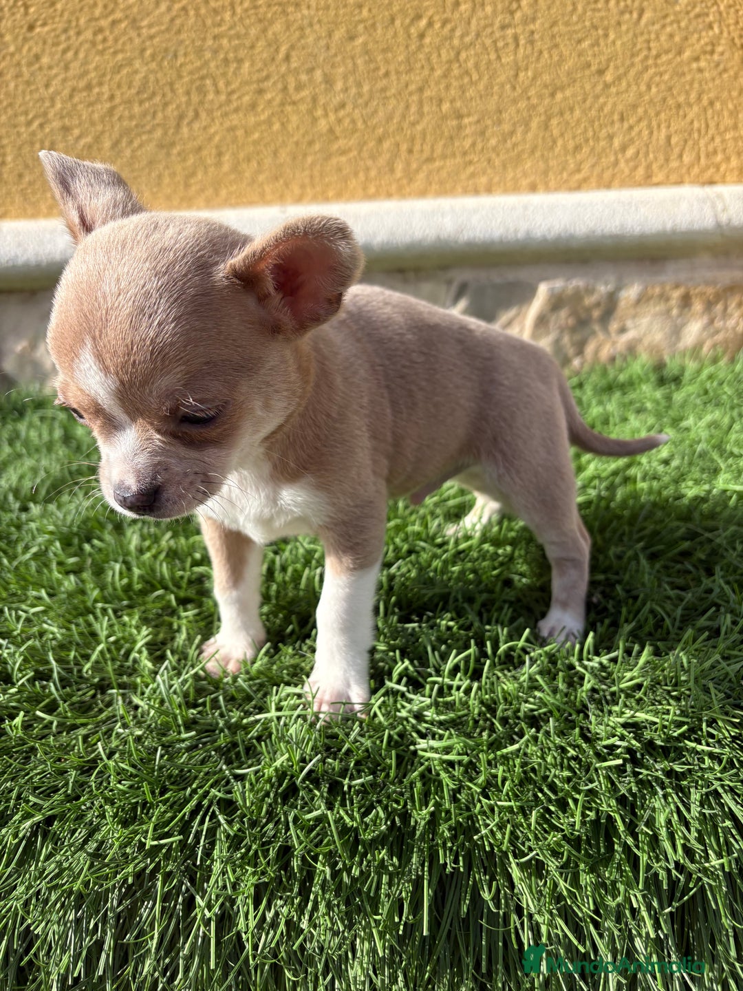 Chihuahua perros en venta: Chihuahua macho marrón blue ojos azules - Anuncio 17