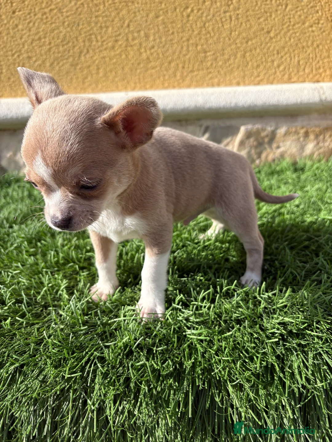 Chihuahua perros en venta: Chihuahua macho marrón blue ojos azules - Anuncio 17