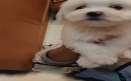 Bichón Maltés perros en venta: Bichon maltés  - Imagen 9