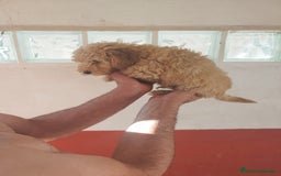 Caniche Mediano perros en venta: Caniches  - Imagen 2
