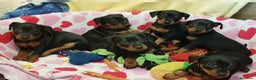 Pinscher Miniatura perros en venta: minipincher  - Anuncio 1