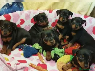 Pinscher Miniatura perros minipincher - Anuncio 5