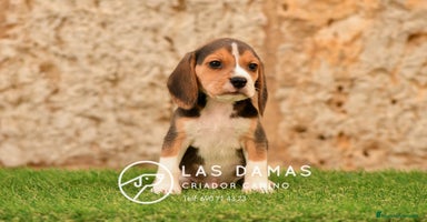 Beagle perros - Anuncio 8