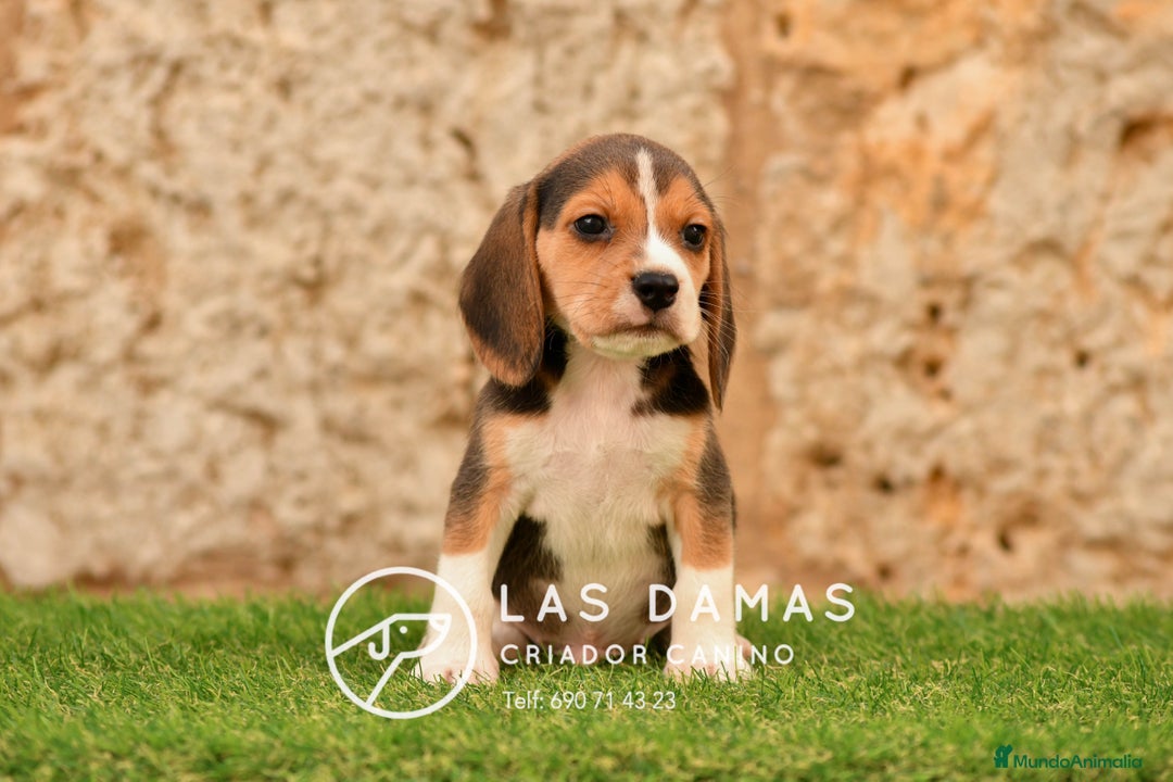 Beagle perros en venta: Beagle tricolor - Imagen 2