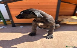 Dogo Alemán perros en venta: OPORTUNIDAD GRAN DANES HEMBRA - Imagen 11