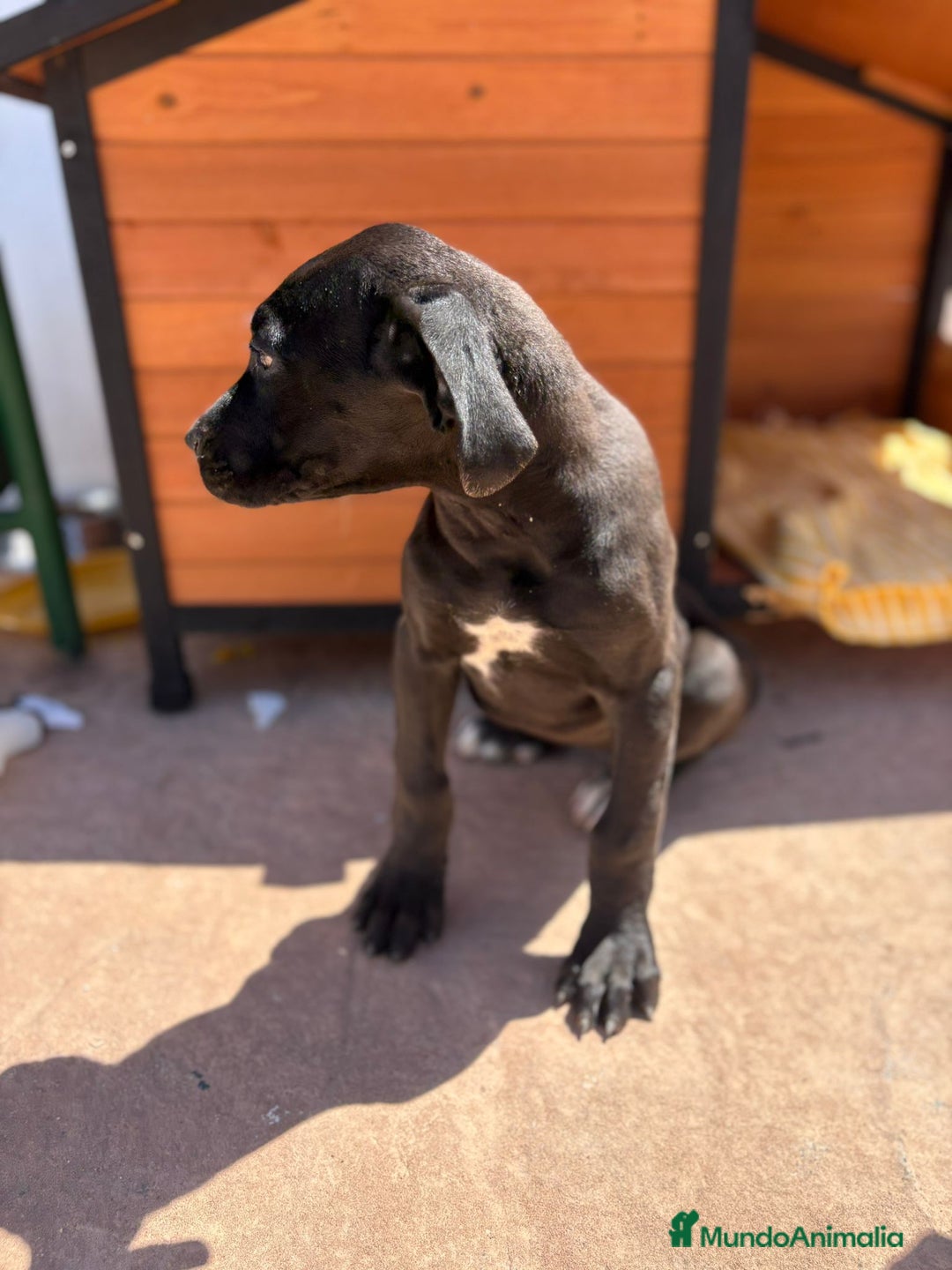 Dogo Alemán perros en venta: OPORTUNIDAD GRAN DANES HEMBRA - Imagen 11