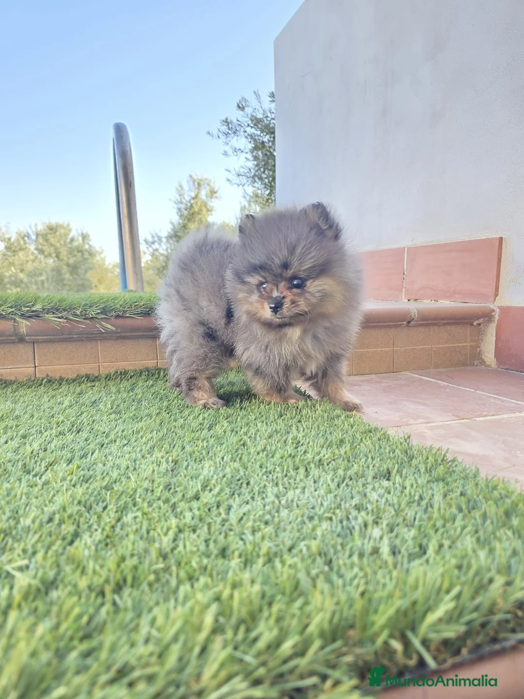 Pomerania perros en venta: LULU DE POMERANIA MERLE - Anuncio 2