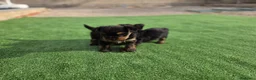 Yorkshire Terrier perros en venta: Cachorritos macho Yorkshire terrier - Anuncio 3