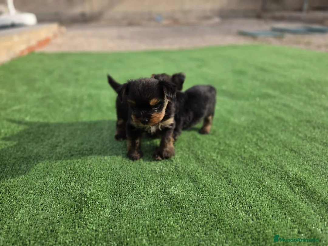 Yorkshire Terrier perros en venta: Cachorritos macho Yorkshire terrier - Anuncio 3
