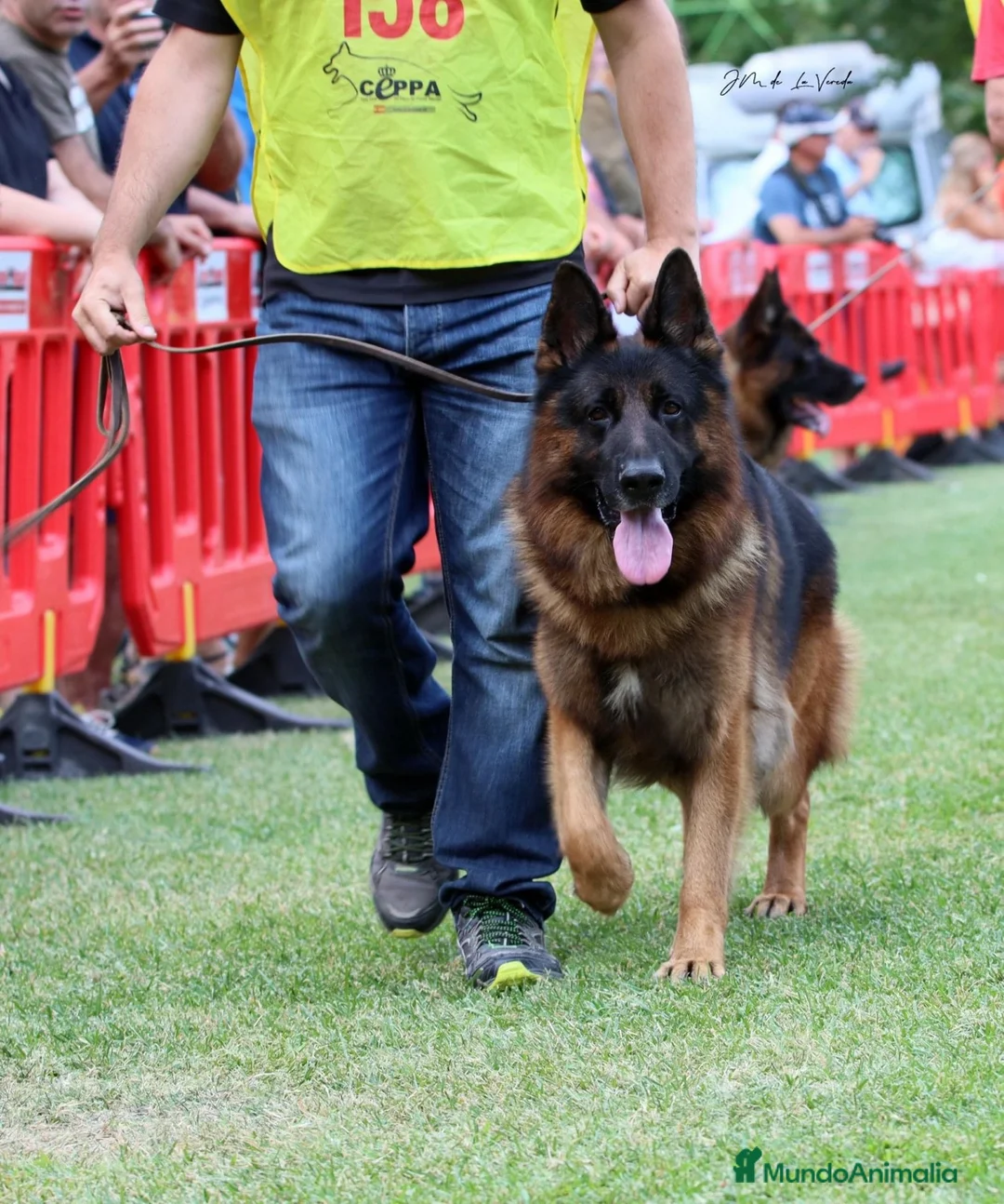 Pastor Alemán perros en venta: Espectacular camada de pastor alemán  - Anuncio 5