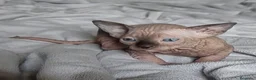 Sphynx gatos en venta: Sphynx Point  - Anuncio 5