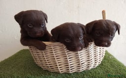 Labrador Retriever perros en venta: LABRADOR CHOCOLATE NUEVA CAMADA  - Imagen 3