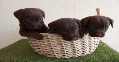 Labrador Retriever perros - Anuncio 9