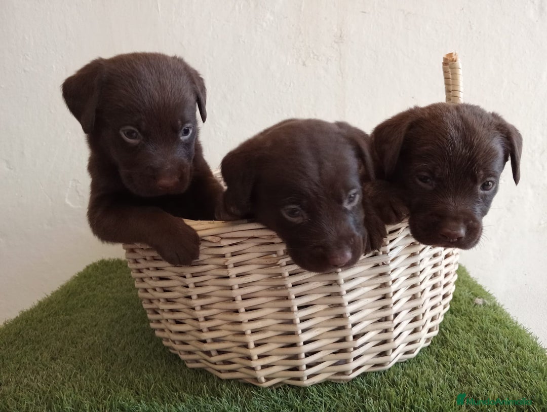 Labrador Retriever perros en venta: LABRADOR CHOCOLATE NUEVA CAMADA  - Imagen 3