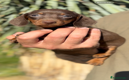 Teckel perros en venta: TECKELS KANINCHEN DE CALIDAD  - Imagen 7