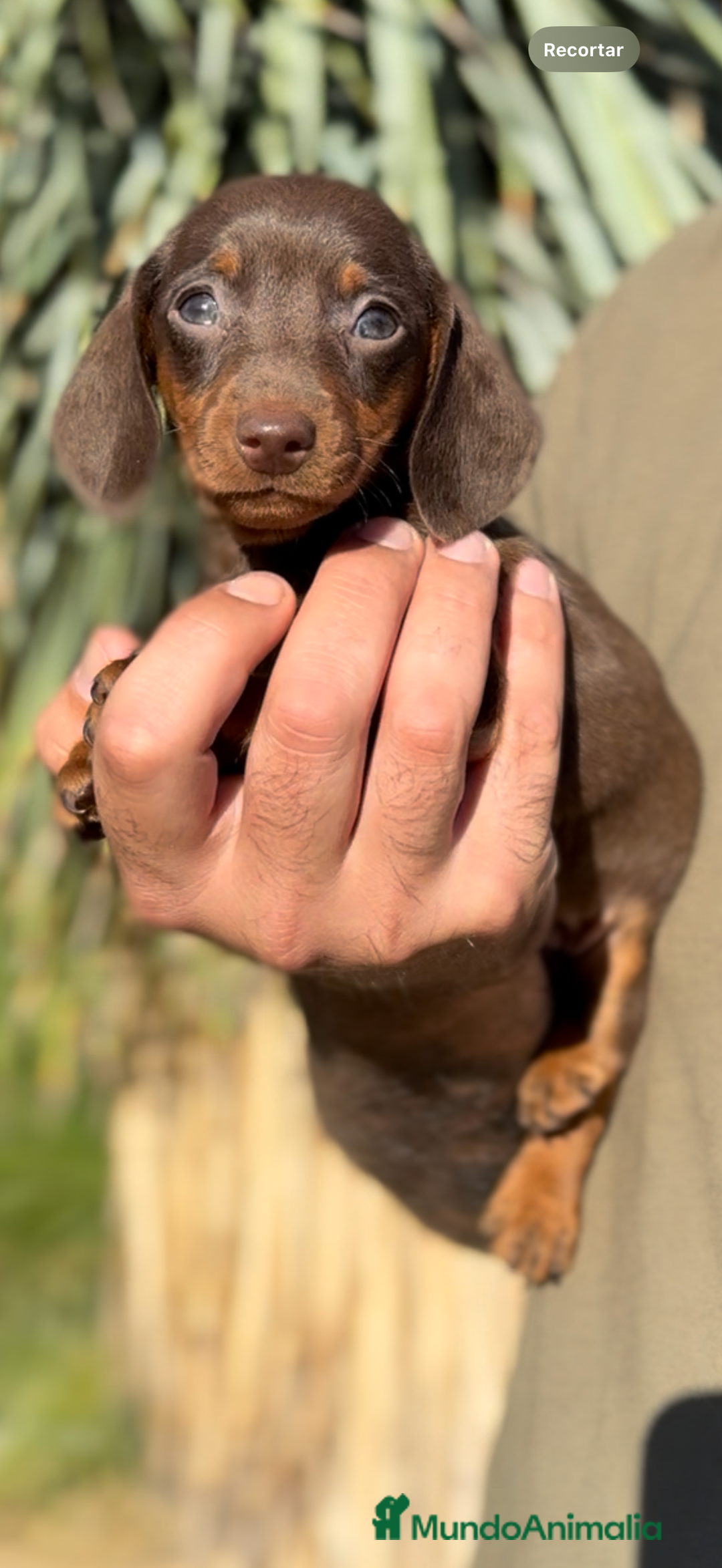 Teckel perros en venta: TECKELS KANINCHEN DE CALIDAD  - Imagen 7