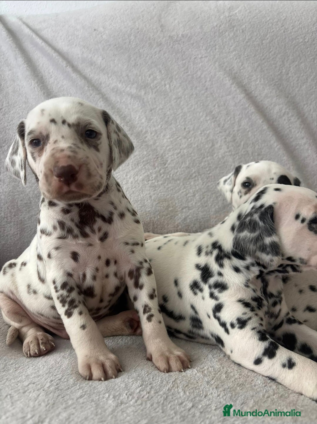 Dálmata perros Se venden dalmatas de máxima calidad - Anuncio 1