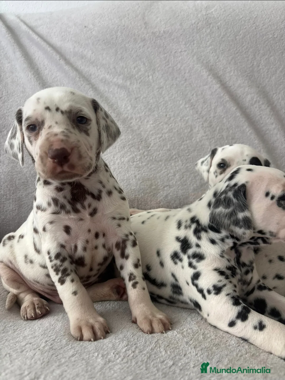 Dálmata perros en venta: Se venden dalmatas de máxima calidad - Anuncio 1