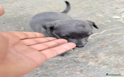 Whippet perros en venta: Whippet blue, isabela verdino - Imagen 28