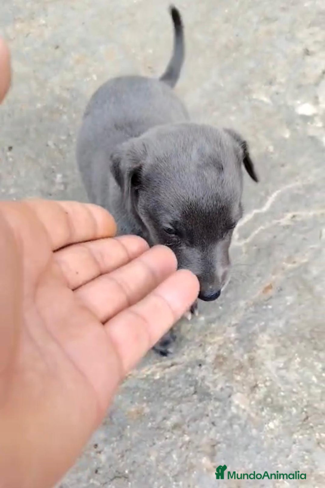 Whippet perros en venta: Whippet blue, isabela verdino - Imagen 28