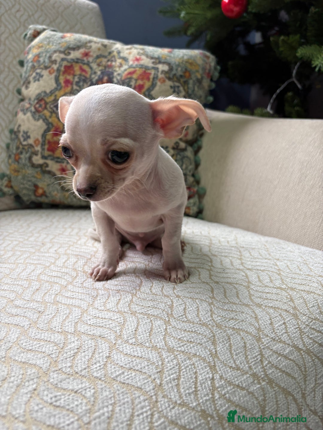 Chihuahua perros en venta: Chihuahua Toy macho blanco  - Anuncio 8