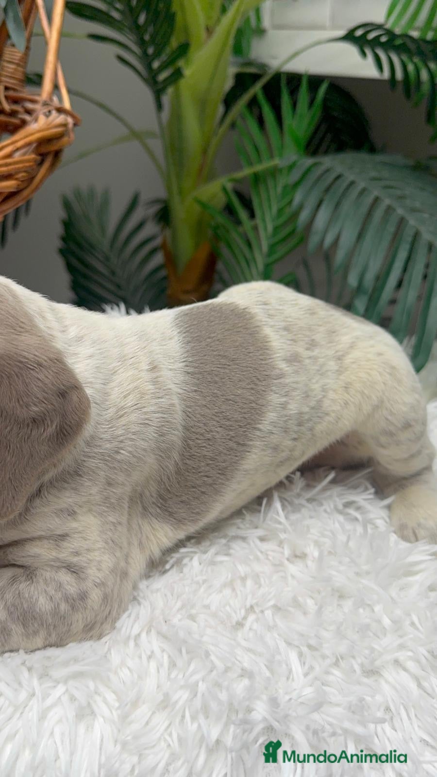 Braco Alemán de Pelo Corto perros en venta: BRACO ALEMAN - Anuncio 16